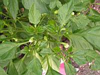 Piment - Capsicum baccatum L. - variete Aji Amarillo (Perou) (4) (Photo F. Mrugala)